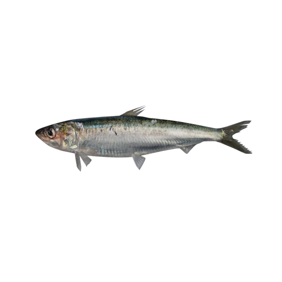 European pilchard (Sardina), are  pelagic fish belonging to the family Clupéidé