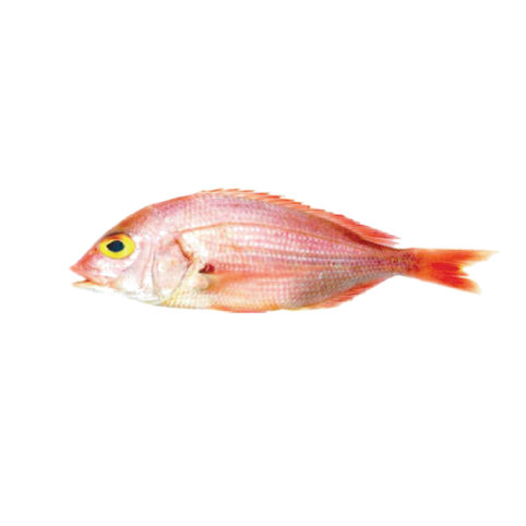 Angola dentex are demersal fish belonging to the family of Sparidae