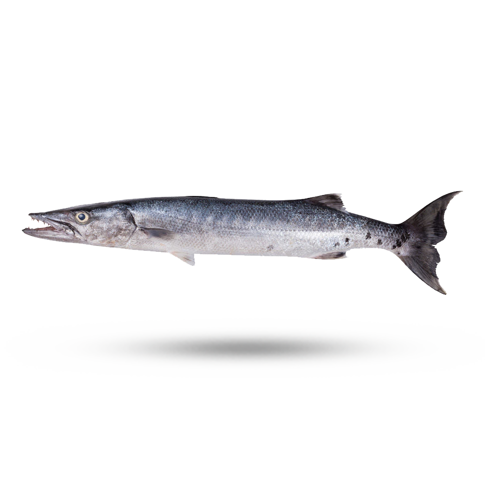 The great barracuda are demersal fish, belonging to the family Sphyraenidae