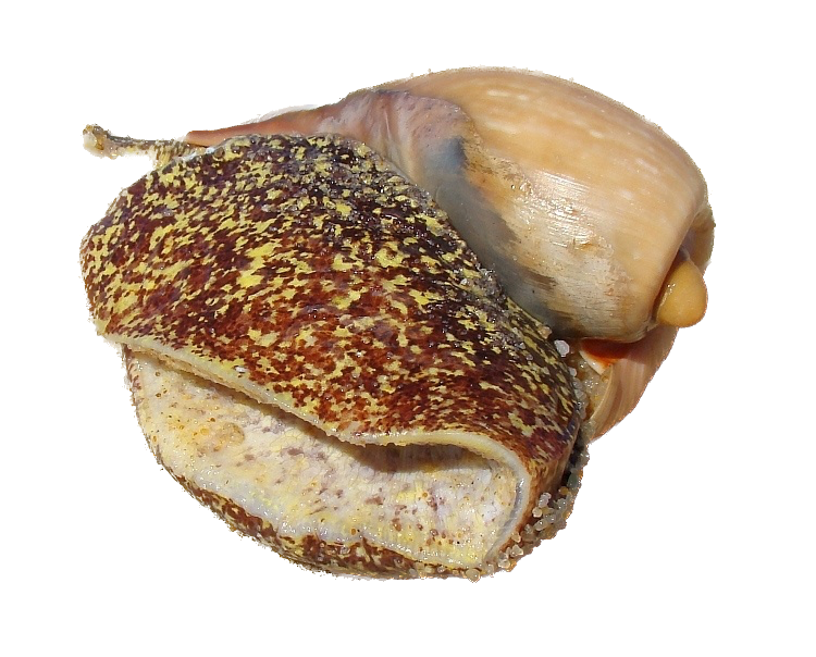 Cymbium cymbium, commonly known as the false elephant's snout volute, is a species of sea snail, a marine gastropod mollusk in the family Volutidae, the volutes.