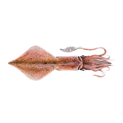 The European squid or common squid (Loligo vulgaris) is a large squid belonging to the family Loliginidae