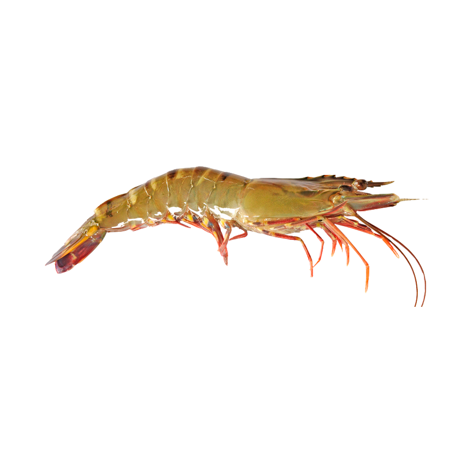 Giant tiger prawn is a crustacean belonging to the family of Penaeidae