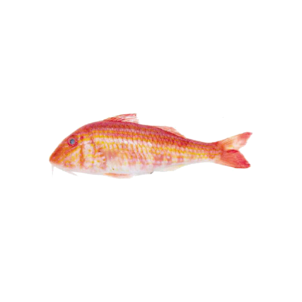 The goatfishes are perciform fish of the family Mullidae