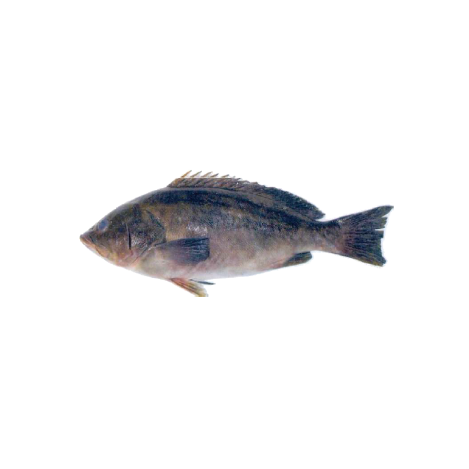 Golden grouper are demesral fish belonging to the family Serranidae