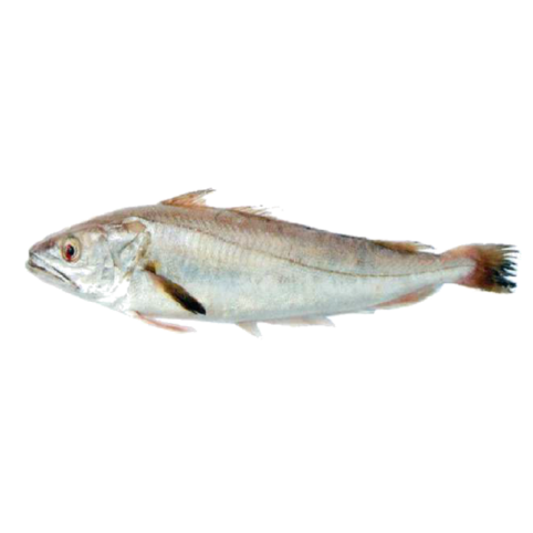 Hakes are demersal fish belonging to the family Melicciidae