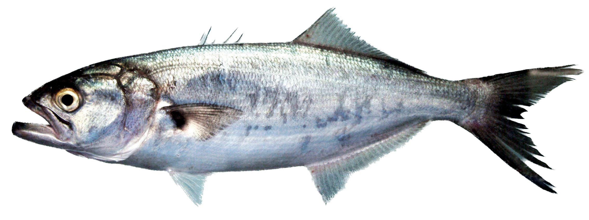 The bluefish (Pomatomus saltatrix) is the only extant species of the family Pomatomidae.