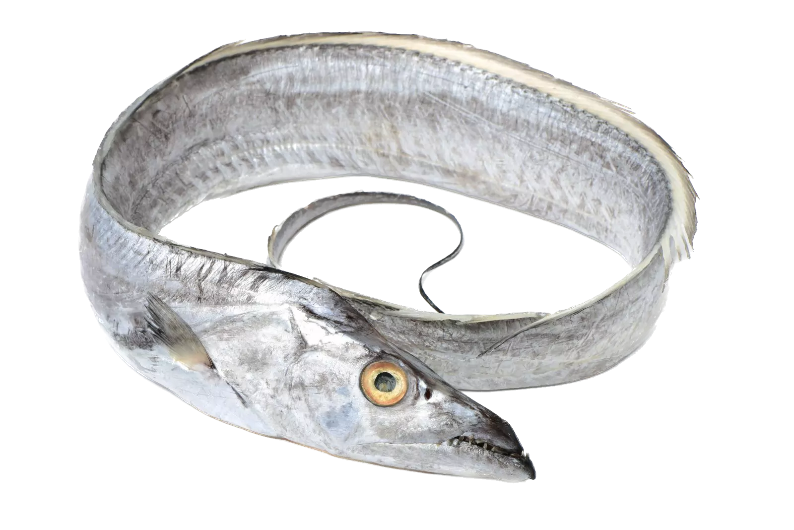The ribbonfish are any lampriform fishes in the family Trachipteridae. These pelagic fish are named for their slim, ribbon-like appearance