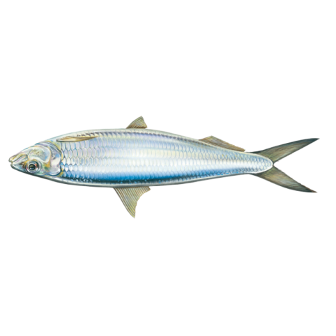 Round sardinella are  pelagic fish belonging to the family Clupeidae