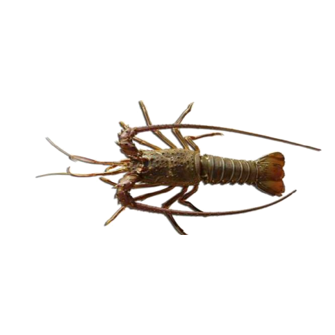 Royal Spiny Lobster is a crustacean belonging to the family of decapods