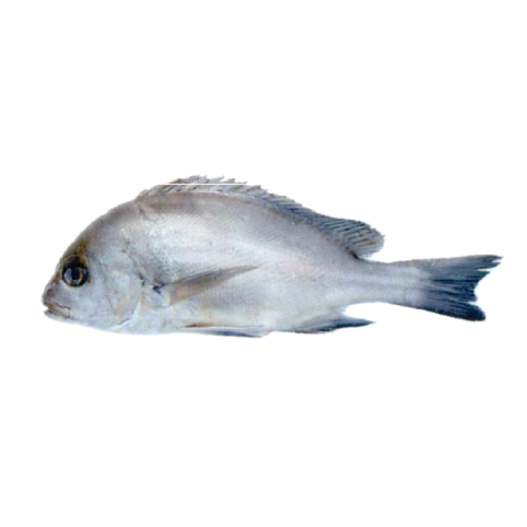 Rubberlip grunt are  demersal fish belonging to the family Haemulidae