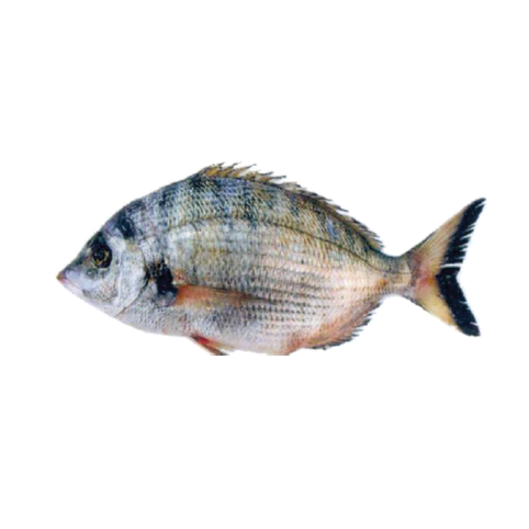 Sharpsnout seabream are demersal fish belonging to the Sparidae family