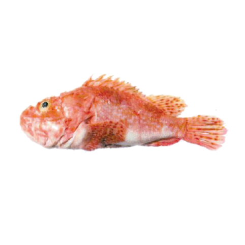 Slender rockfish are demersal fish belonging to the family Scorpaenidae