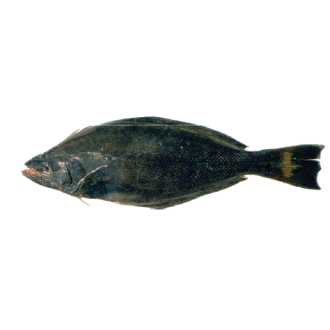 Spiny turbot are demersal fish belonging to the family Psettodidae
