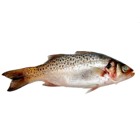 Spotted SeaBass belongs to the family Moronidae