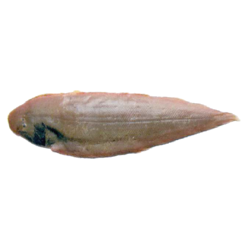 Tonguesole are  demersal fish belonging to the family Cynoglossidae