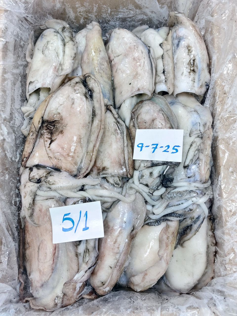 Mixed cuttlefish and squid cephalopods ready for processing