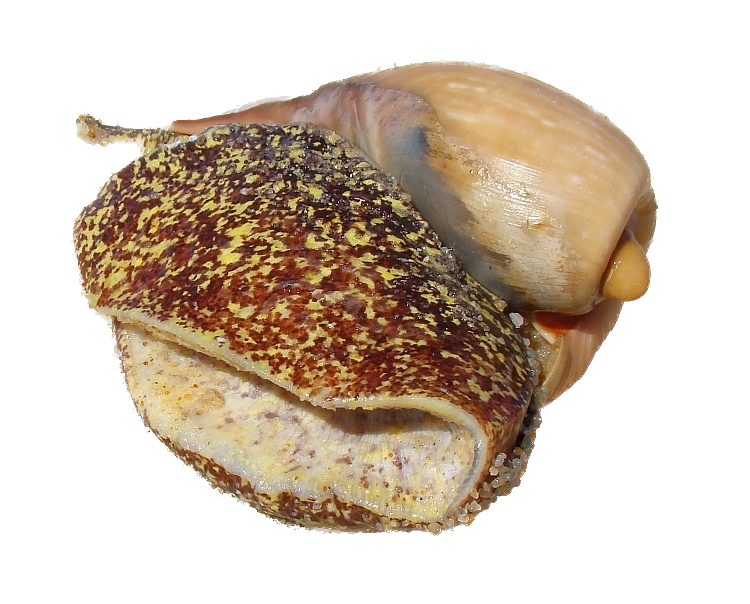 Cymbium are marine gastropod mollusks found in West African waters