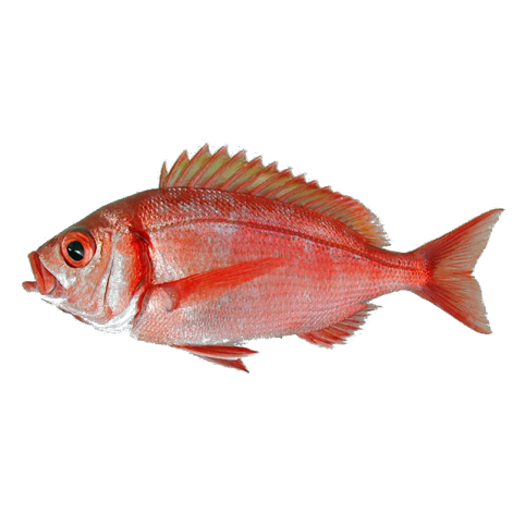 Large-eyed dentex belongs to the family Spridae