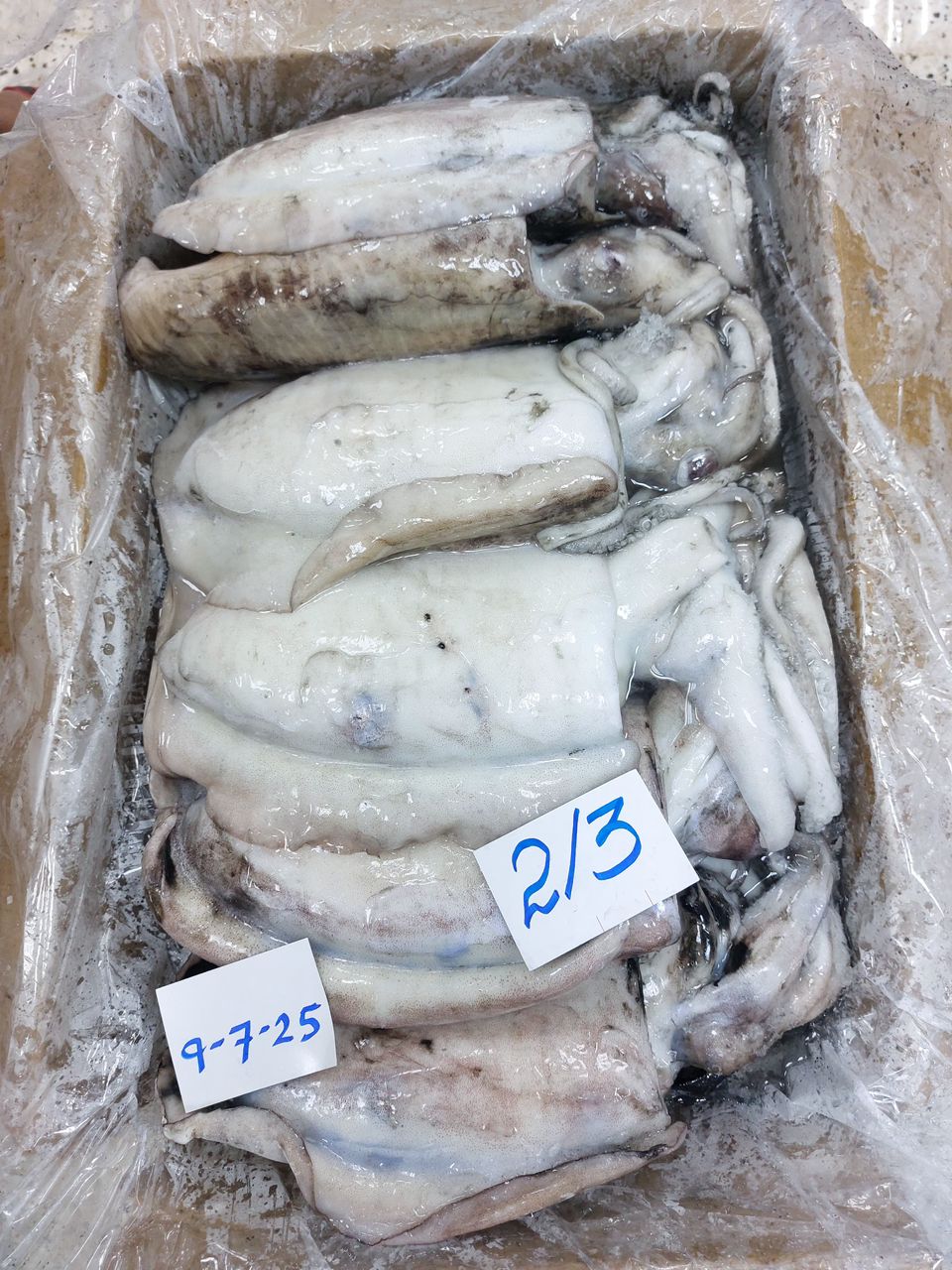 Fresh cuttlefish are cephalopods belonging to the family Sepiidae
