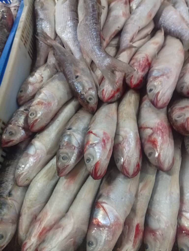 Close-up view of fresh fish showing excellent quality