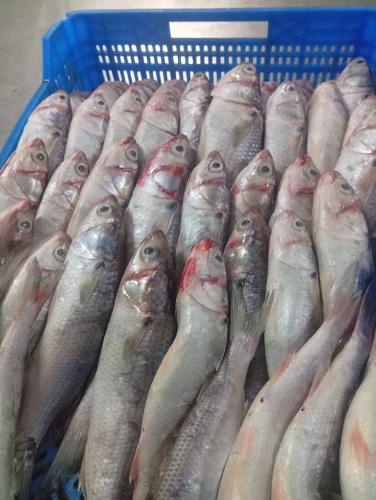 Fresh fish displayed in blue crates ready for export