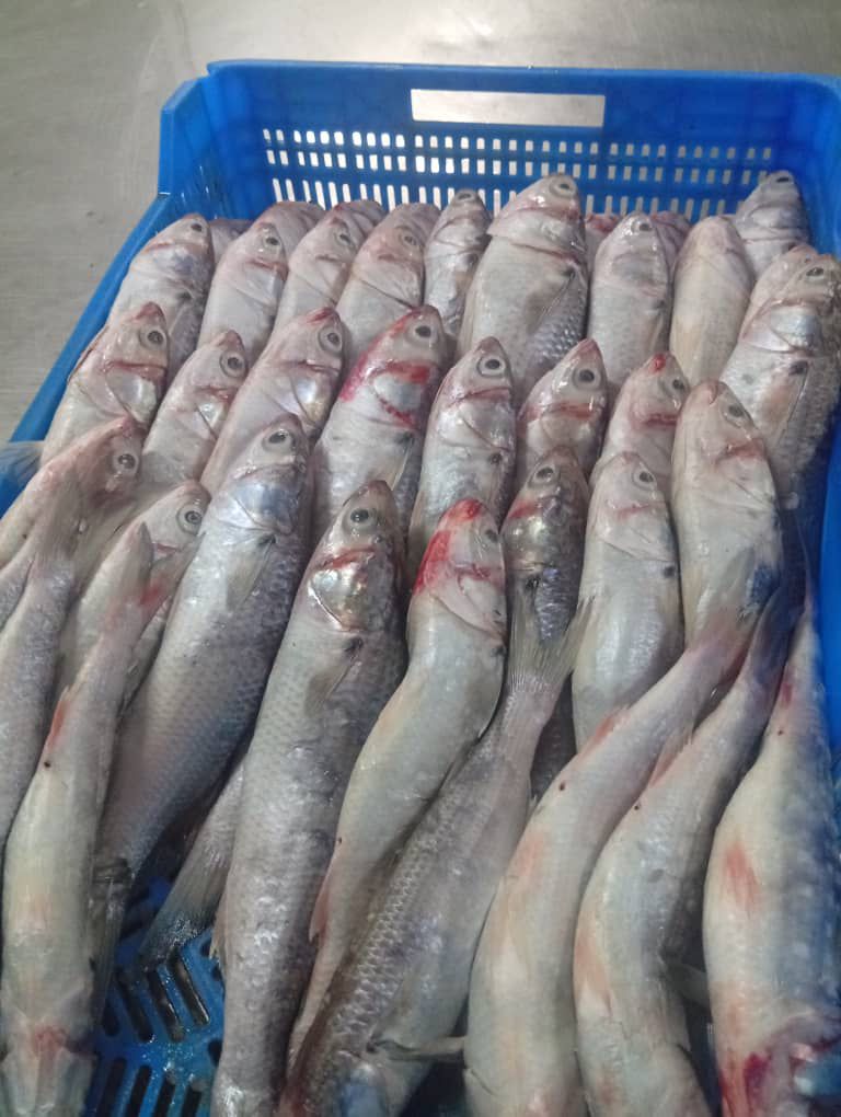 Premium fresh fish carefully arranged in processing crates