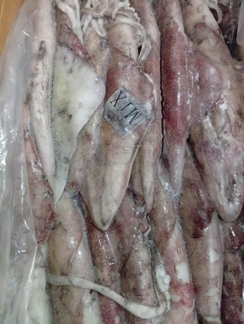 Fresh labeled squid ready for export, professionally packaged