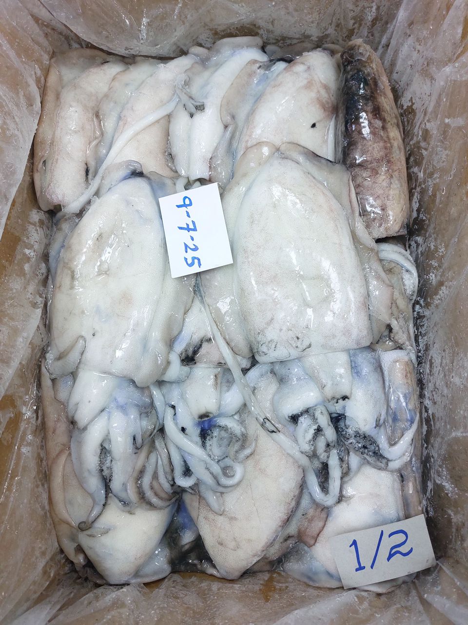 Fresh squid cephalopods with tentacles in processing box