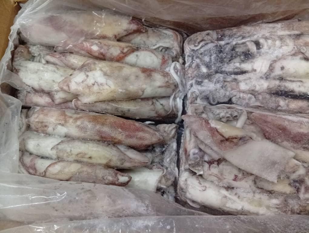 Frozen squid variety in organized containers for international export