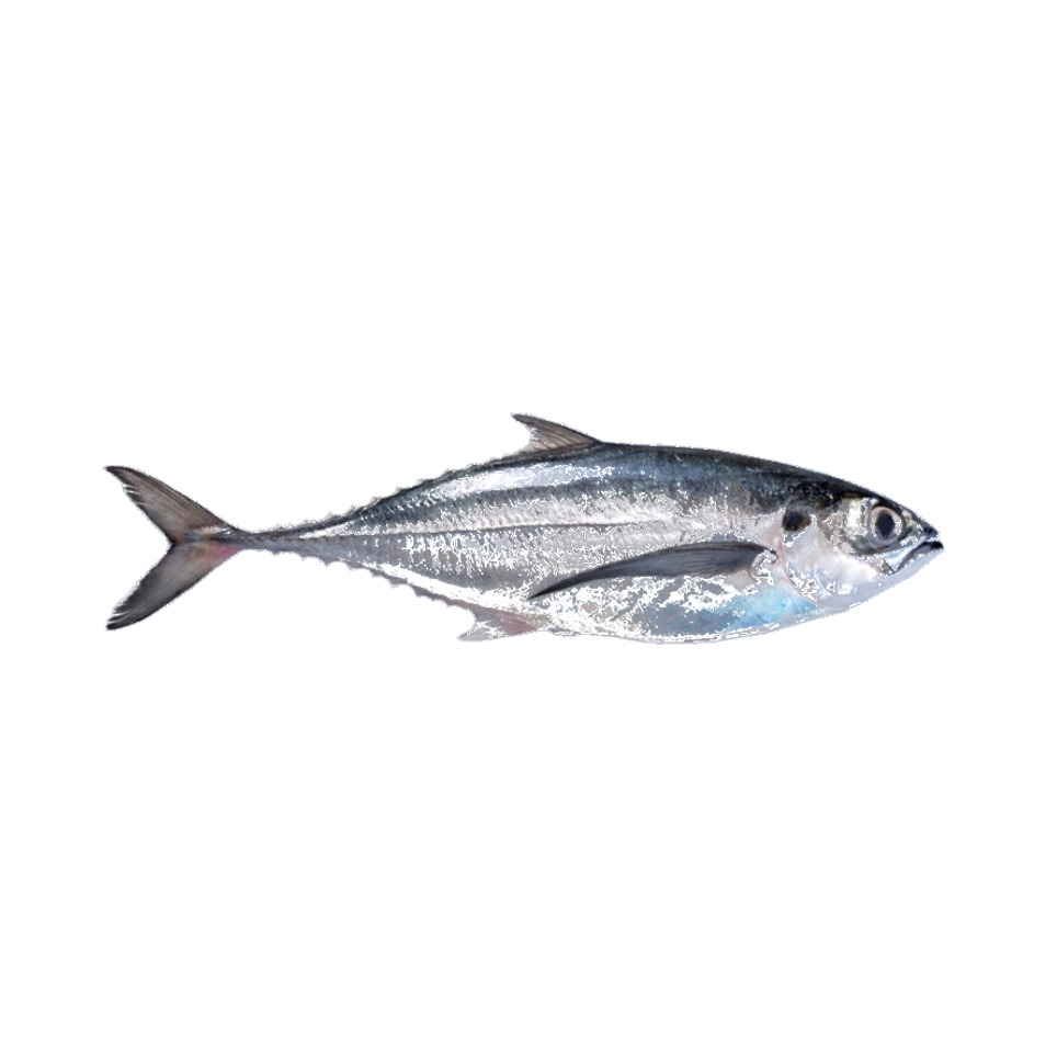 Horse Mackerel are pelagic fish from the family Carangidae