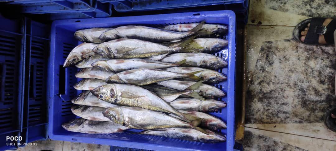 Large fresh fish species in blue processing crate