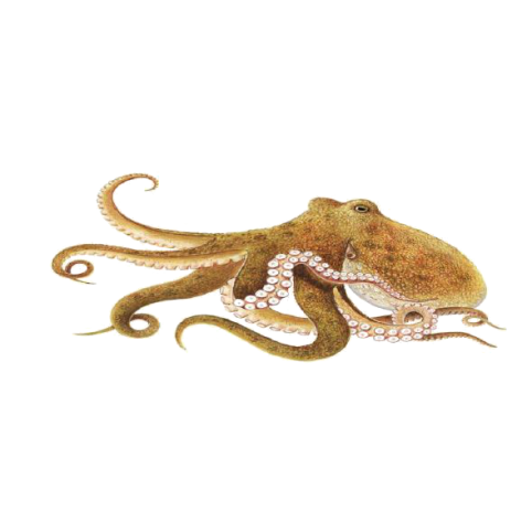 The octupus belongs to the family OCTOPODIDAE