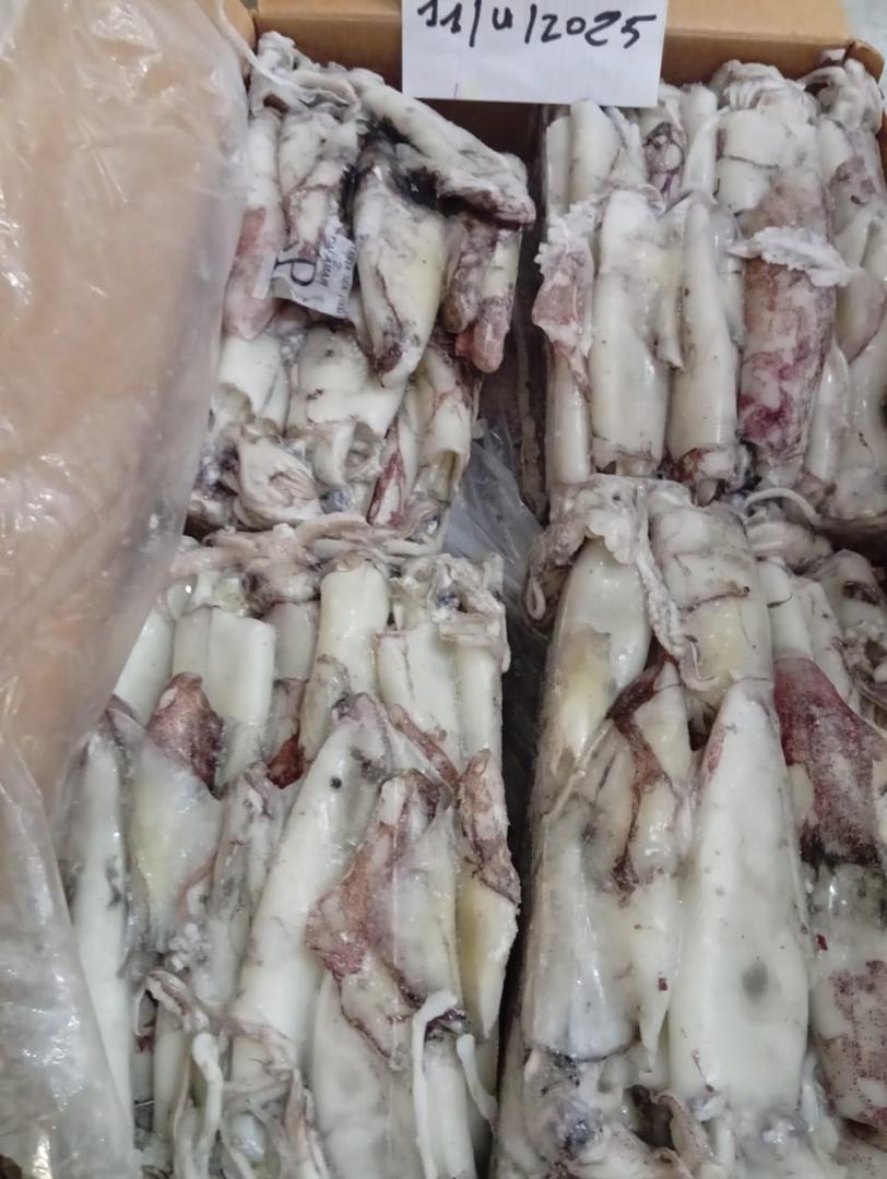 Organized squid boxes showing variety of sizes and preparation