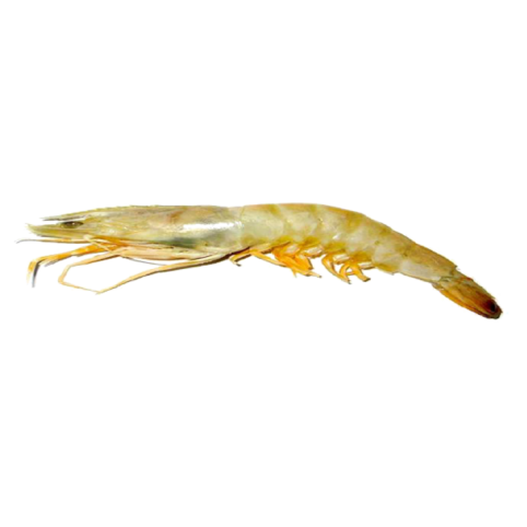 Pink Shrimp is crustacean belonging to the family Penaeidae