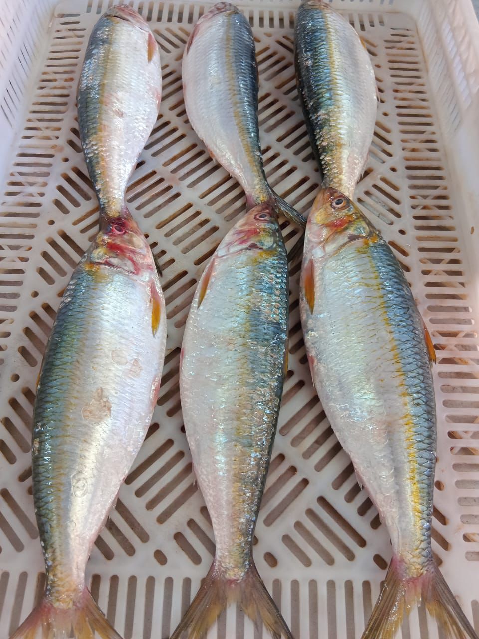 Premium quality fresh fish with excellent coloration