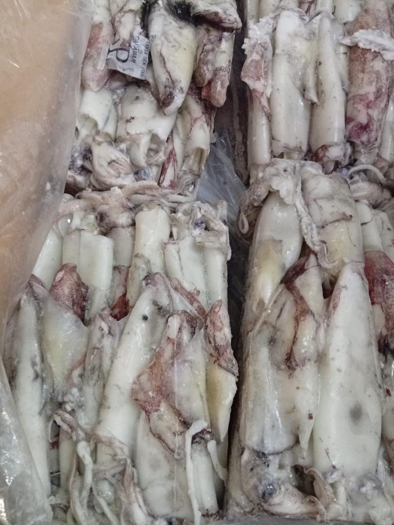 Premium squid selection with professional labeling for export markets