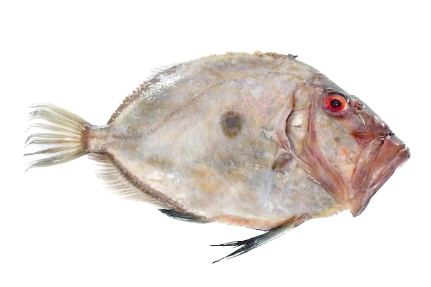Zeus faber (John Dory) are demersal fish belonging to the family Zeidae